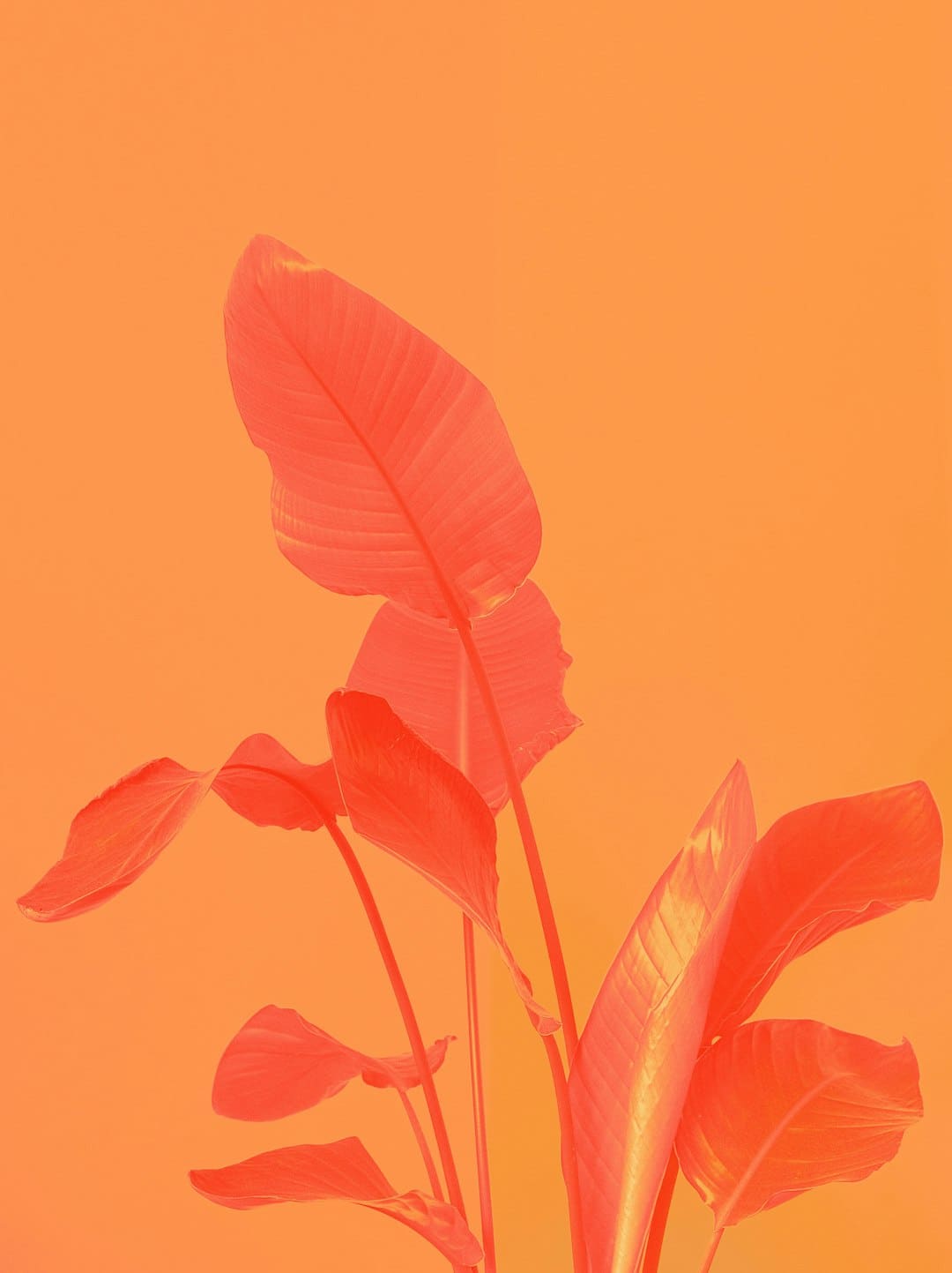 http://n.sinaimg.cn/news/transform/w600h400/20180311/qXXx-fxpwyhw9359277.jpg?zdy